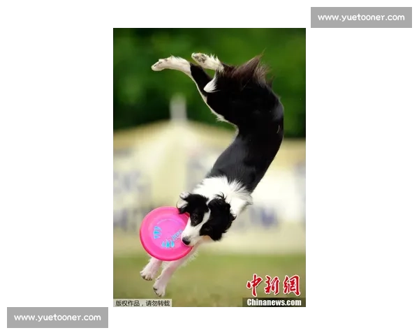 激烈角逐狗飞盘大赛 探索犬类运动的无限魅力与竞技精神